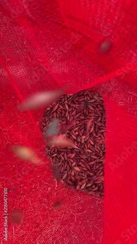 Onion Sets Falling into Mesh Bags After Mechanical Sorting, Agricultural Processing, Crop Handling, Farm Machinery, Harvest Packaging, Vertical