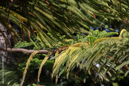 Fotografie Norfolk island pine branches showing green needles texture
