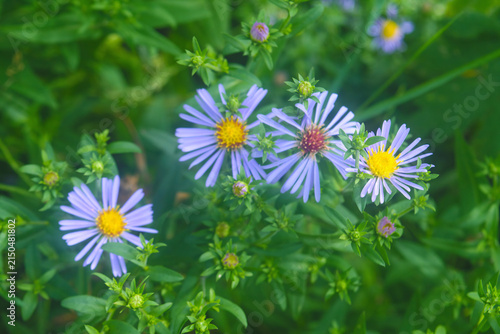 Fotografie Nature's Serenity: Purple Blooms Abound