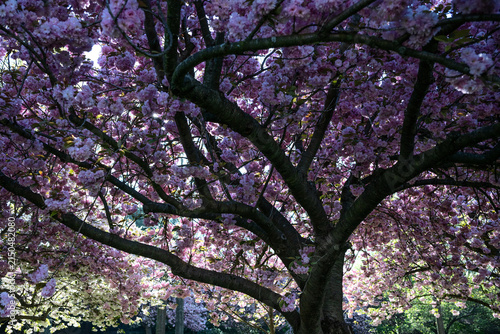 Dense canopy of blooming pink cherry blossom tree branches in spring