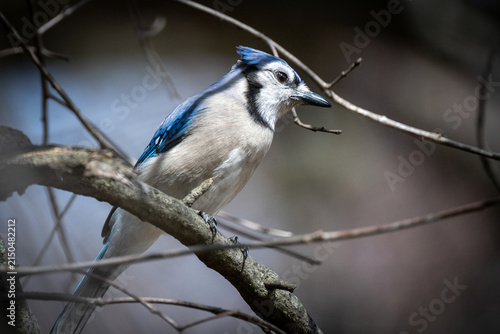 Close-up portrait of a beautiful Blue Jay perched on a tree branch