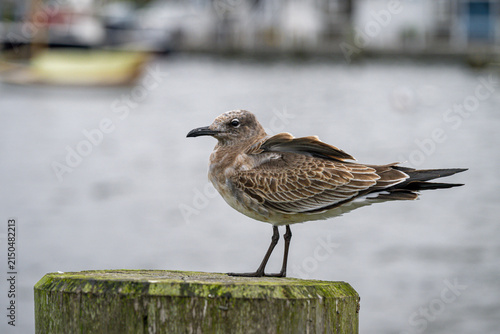 Juvenile seagull with brown plumage perched on a wooden piling near the water