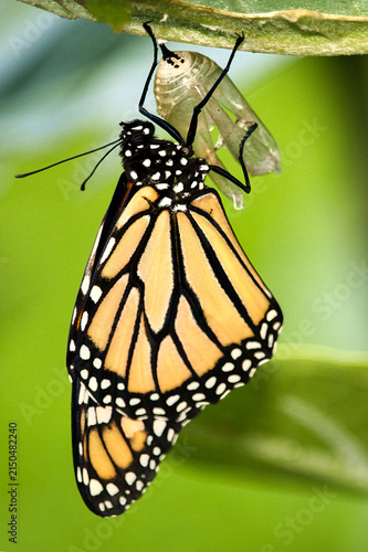 Recently emerged monarch butterfly