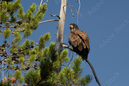 Majestic juvenile bald eagle perched on a bare tree branch against a clear blue sky