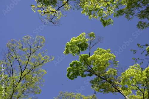 新緑の青空