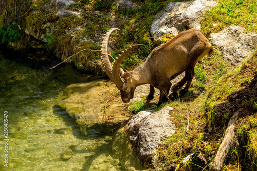 Fotografie Alpine Ibex Drinking from a Mountain Stream at Cumberland Wildlife Park Grünau A