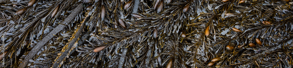 Fototapeta premium Golden brown Studded Sea Balloon Kelp on the beach at low tide, Seal Rocks state park, Oregon, pattern and texture in nature 