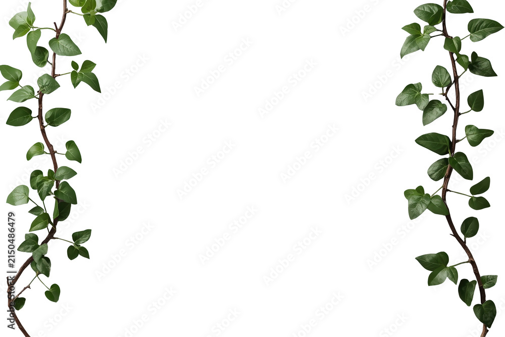 Fototapeta premium Slender hanging leafy green vine isolated on transparent background