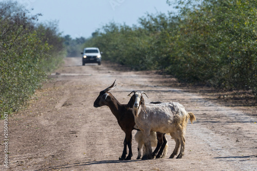 Canvas Print Cabras en el camino en Bañado la estrella, Formosa.