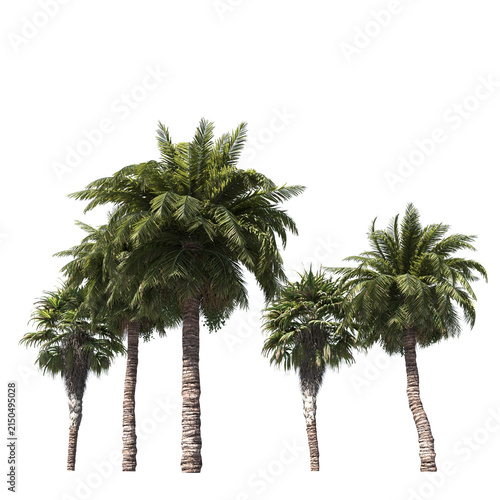 Tropical Palm Tree with Lush Green Crown and Curved Trunk