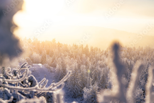 Frost-Covered Trees in the Arctic Wilderness