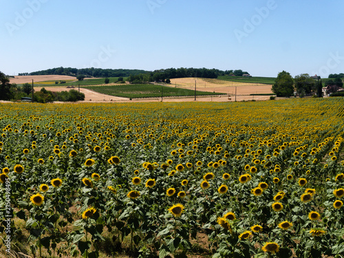 Picturesque, vibrant sunflower field, Dordogne, southern France.  Bright yellow flowers turn their heads in the summer sun. Beautiful rural summer scene typical of the French countryside.