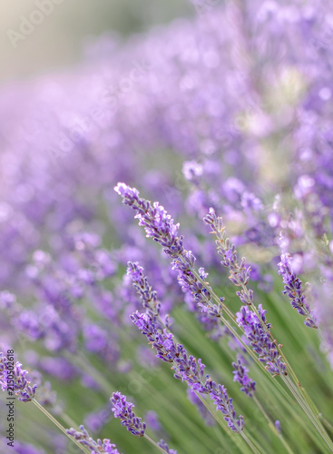 Sunset over a summer lavender field. Landscape with rows of lavender