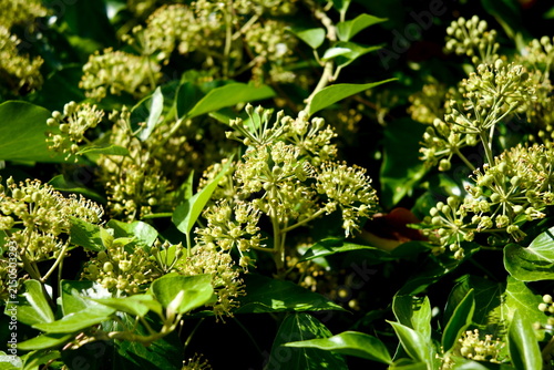 Foto Macro View of Blooming Hedera Helix Flower Clusters in Bologna Italy for Botanic