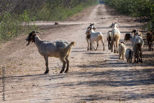 Obraz na plátne Cabras en el camino en Bañado la estrella, Formosa.