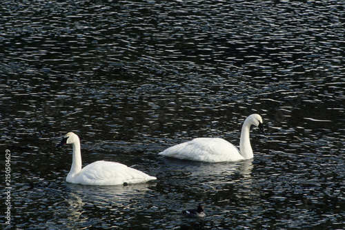 Konstfotografi 00758-00611 Trumpeter Swans (Cygnus buccinator)  in winter Yellowstone NP   WY