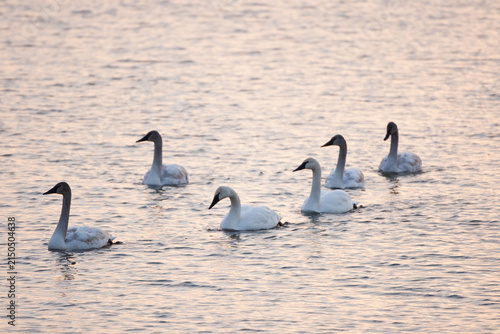 00758-00802 Six Trumpeter Swans (Cygnus buccinator) at Riverlands Migratory Bird Sanctuary, MO