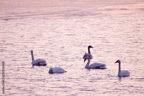 Obraz na plátne 00758-00811 Five Trumpeter Swans (Cygnus buccinator) at sunrise at Riverlands Mi