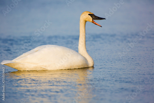 Bild auf Leinwand 00758-01008 Trumpeter Swan (Cygnus buccinator) in wetland, Marion Co