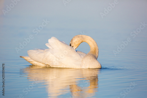 Fotografía 00758-01109 Trumpeter Swan (Cygnus buccinator) preening in wetland, Marion Co