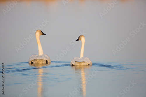 Konstfotografi 00758-01304 Trumpeter Swans (Cygnus buccinator) in wetland, Marion Co