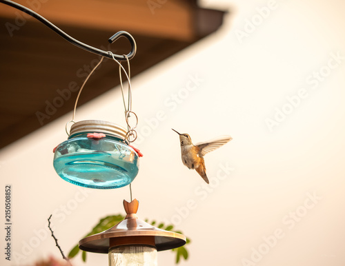Картината върху платно Female or juvenile Rufous hummingbird hovering in mid-flight approaching a hanging blue glass nectar feeder