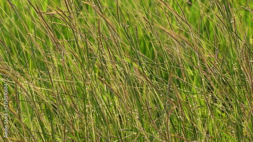 Green wild grass field swaying gently in the breeze with warm morning sun