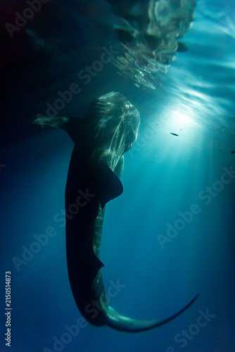 Foto Whale shark (Rhincodon typus) swims in blue water.