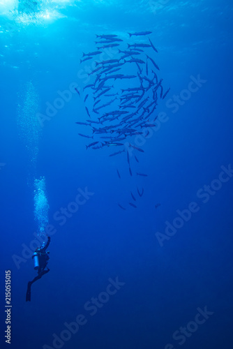 Diver photographs a  bait ball of barracuda swimming above in the deep blue tropical waters
