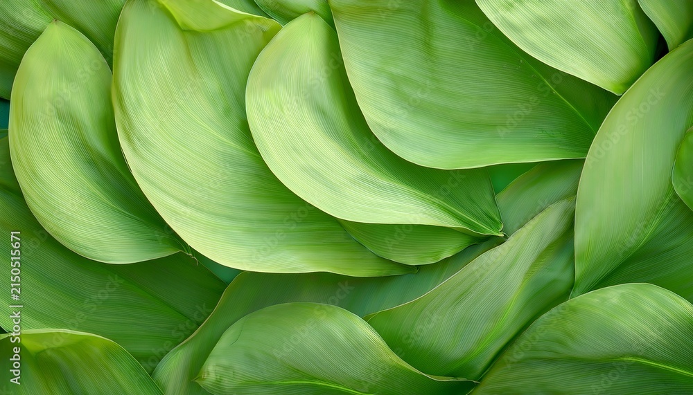 Obraz premium Abstract Soft Fabric Green Lotus Leaves Background