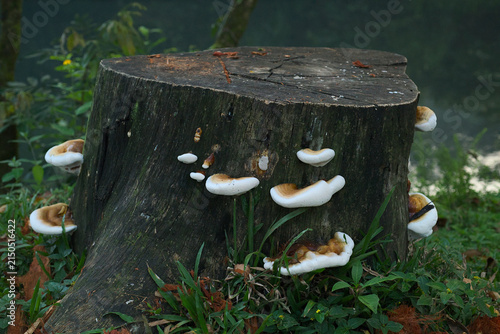 Konstfotografi White shelf mushrooms growing on an old tree stump in a forest clearing