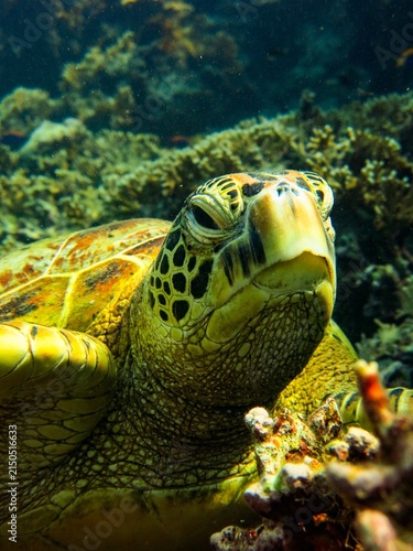 Fotografie Close up portrait of a green sea turtle resting among coral reef underwater