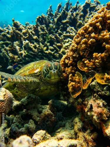 Photography Close up portrait of a green sea turtle head on a vibrant coral reef underwater