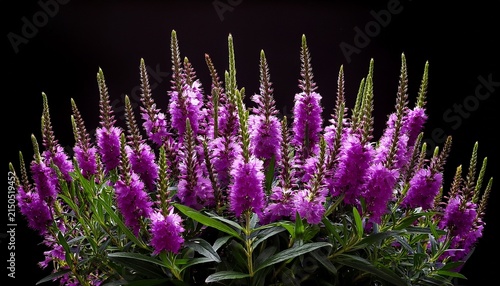 A Lush Bush Of Purple Loosestrife Flowers With Tall Slender Spikes And Narrow Green Leaves Isolated On A Solid Black Background For Display