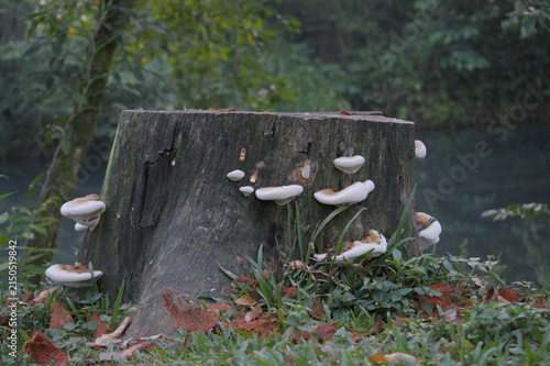 Canvastavla White shelf mushrooms growing on a weathered tree stump in the forest