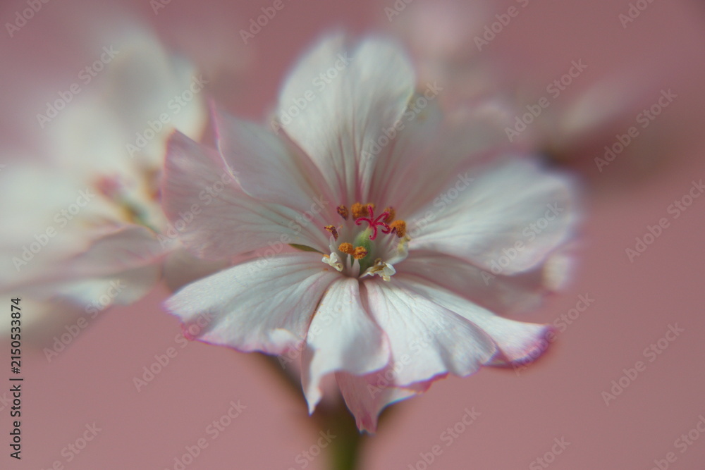 Fototapeta premium Geranium Zonal 