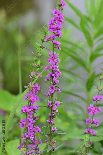Japanese loosestrife ( Lythrum anceps ) flowers. Lythraceae perennial. It grows in wetlands and produces reddish-purple flowers in the summer.