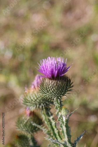Canvas Print Beautiful thistles plant growing outdoors, closeup view