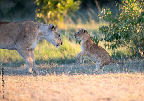 Картината върху платно Lions of the Masai Mara