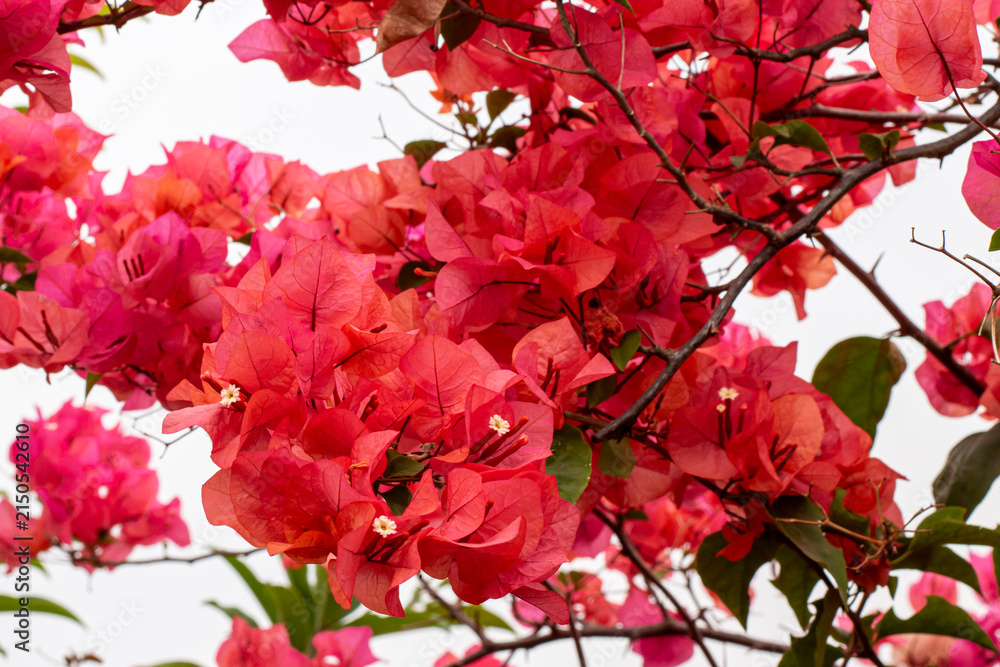 Fototapeta premium Bright Pink Bougainvillea Flowers on a Branch, Vibrant Pink Bougainvillea Blooming in a Tropical Garden, Bougainvillea Flower Background