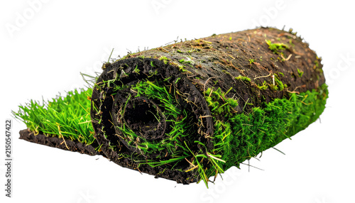 A close-up studio shot of a rolled-up sod with lush green grass and moss details. isolated on white background