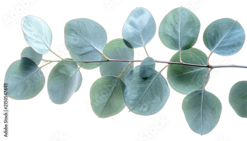 A sprig of round, blue-green eucalyptus leaves adorned with delicate veins. isolated on white background