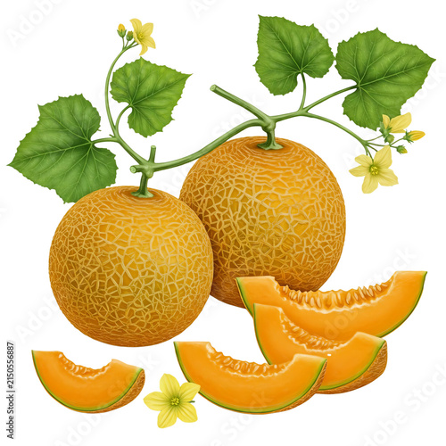 detailed botanical illustration of melon plant with green fruits