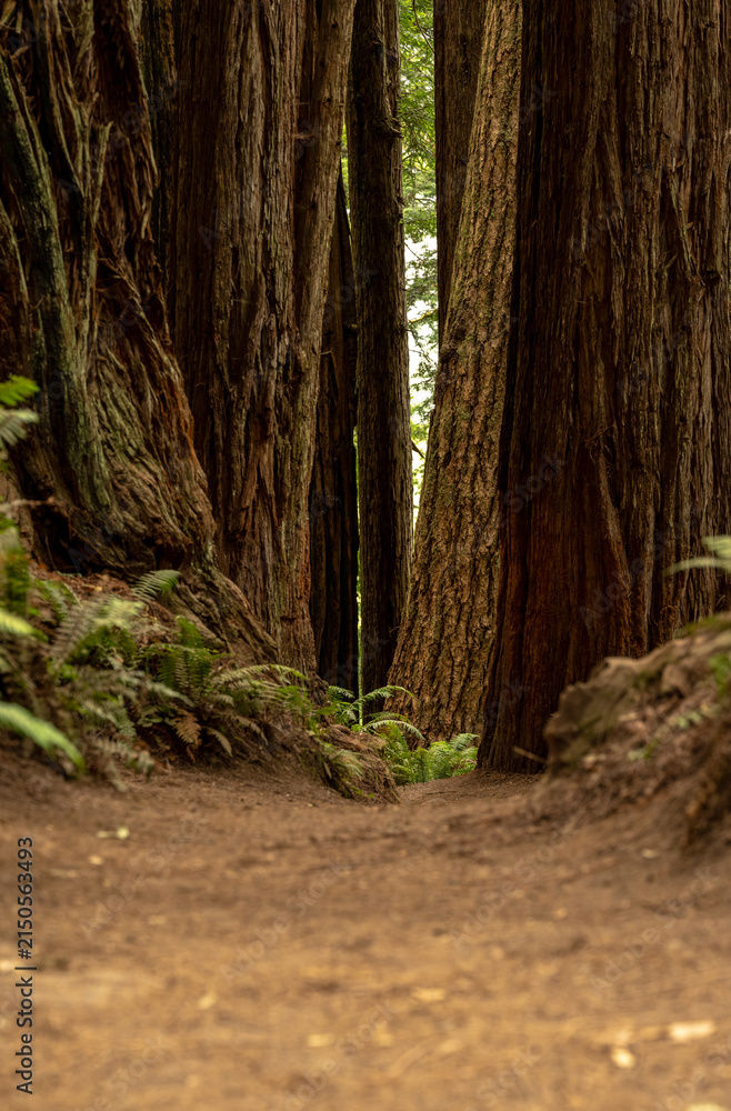 Obraz premium Low Angle View of Trail Heading Into Redwood Grove In Redwood