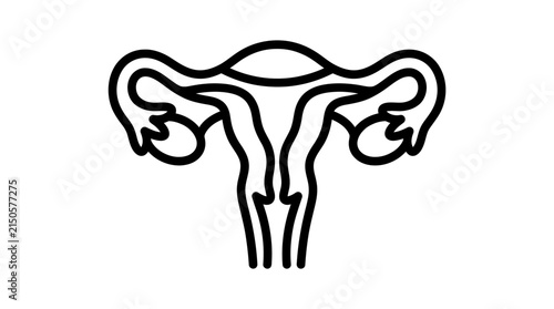 Uterus and fallopian tube anatomical illustration line art