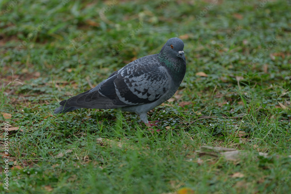 Fototapeta premium Pigeon rock pigeon bird wildlife grass park walking closeup, gray feral pigeon with iridescent neck standing on green lawn, calm city nature scene with soft background