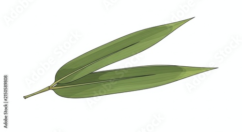Fresh green leaf isolated on white background.