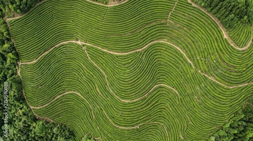 Aerial of drone looking down at the winding patterns of a lush green tea plantation with aerialview