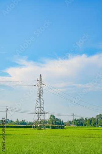 Green Rice Fields and Transmission Towers under Blue Sky and White Clouds in Chengdu Sichuan China