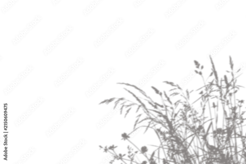 Obraz premium Grass shadow overlay on transparent background for creative design and photo editing.